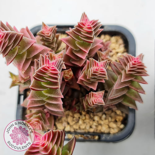 Crassula capitella ssp thyrsiflora variegated - John & Norma's Succulents