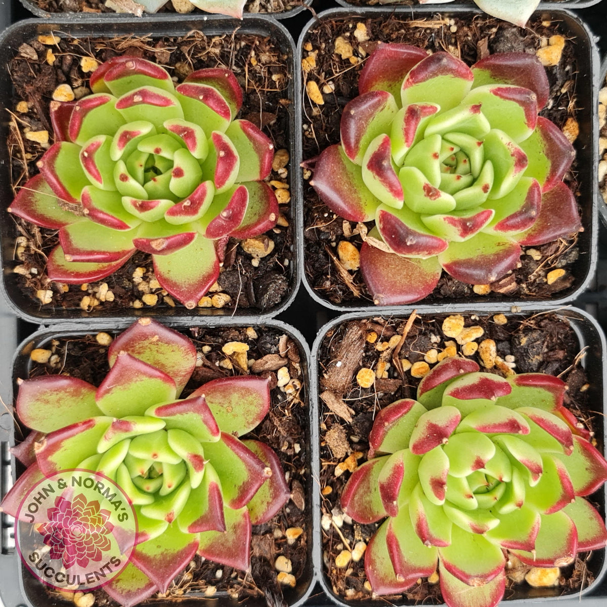 Echeveria agavoides 'Sara Bonnie'