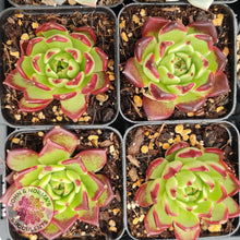 Load image into Gallery viewer, Echeveria Agavoides Sara Bonnie - John &amp; Norma&#39;s Succulents
