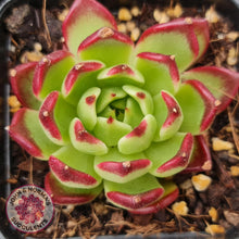 Load image into Gallery viewer, Echeveria Agavoides Sara Bonnie - John &amp; Norma&#39;s Succulents
