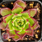 Echeveria agavoides 'Sara Bonnie'