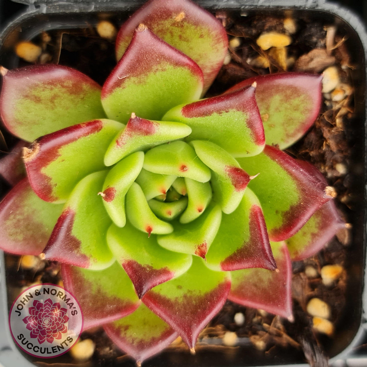 Echeveria agavoides 'Sara Bonnie'