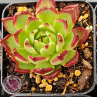 Echeveria agavoides 'Sara Bonnie'