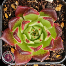 Load image into Gallery viewer, Echeveria Agavoides Sara Bonnie - John &amp; Norma&#39;s Succulents
