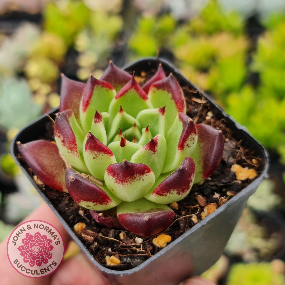 Echeveria agavoides 'Sara Bonnie'