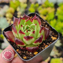 Load image into Gallery viewer, Echeveria Agavoides Sara Bonnie - John &amp; Norma&#39;s Succulents
