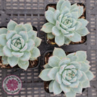 Echeveria 'Blue Bird'