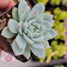 Load image into Gallery viewer, Echeveria Bluebird - John &amp; Norma&#39;s Succulents
