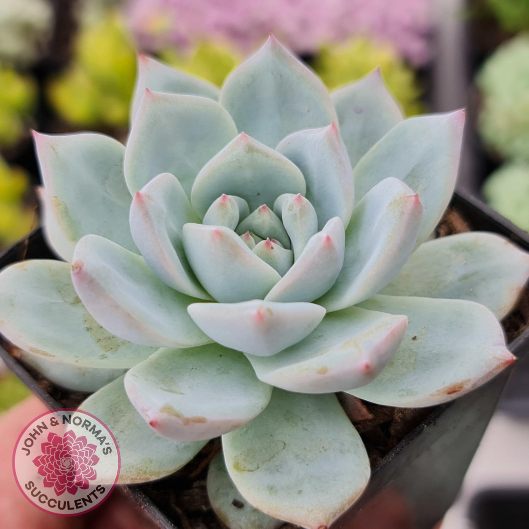 Echeveria Bluebird - John & Norma's Succulents