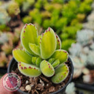 Cotyledon tomentosa 'Bears Paw' Yellow Variegated