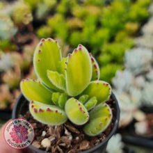 Load image into Gallery viewer, Cotyledon tomentosa - Bears Paw Yellow Variegated - John &amp; Norma&#39;s Succulents
