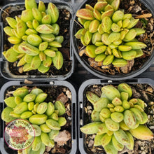 Load image into Gallery viewer, Adromischus hemisphaericus - John &amp; Norma&#39;s Succulents
