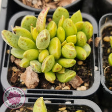 Load image into Gallery viewer, Adromischus hemisphaericus - John &amp; Norma&#39;s Succulents
