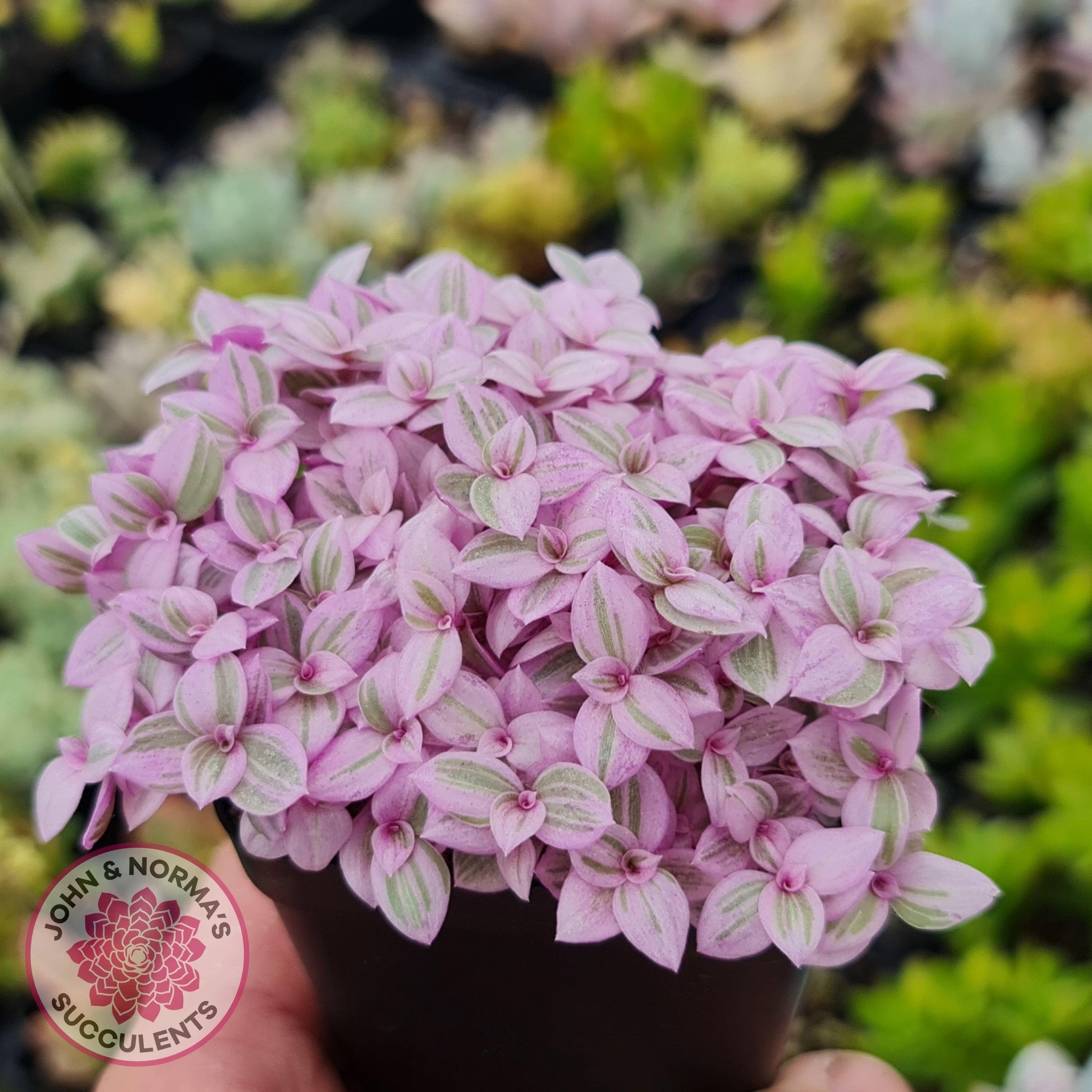 Callisia repens - Pink Lady  John & Norma's Succulents – John & Norma's  Succulents Australia