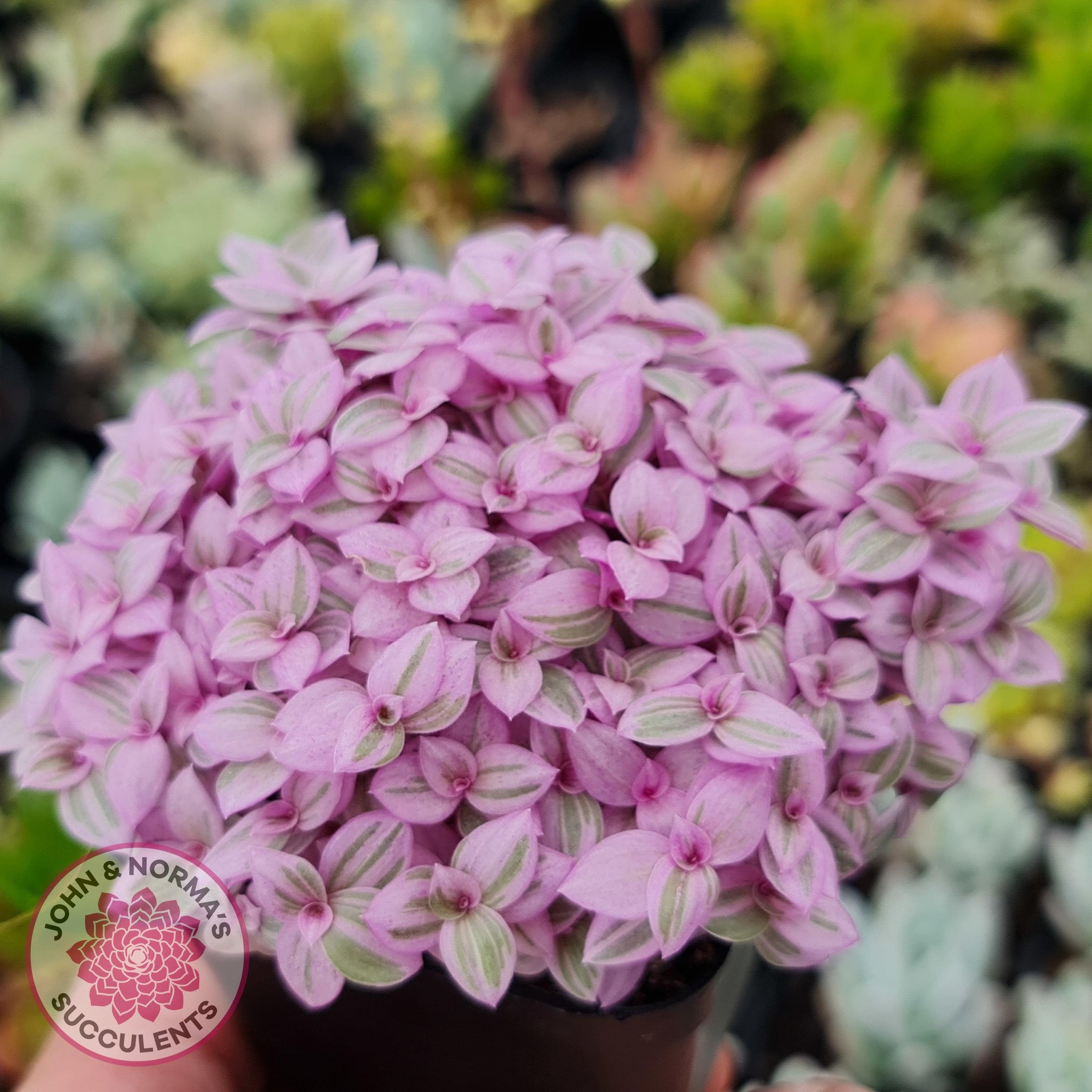 Pink Lady 'Callisia Repens' - Succulent Gallery