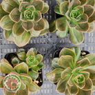 Echeveria 'Melaco'