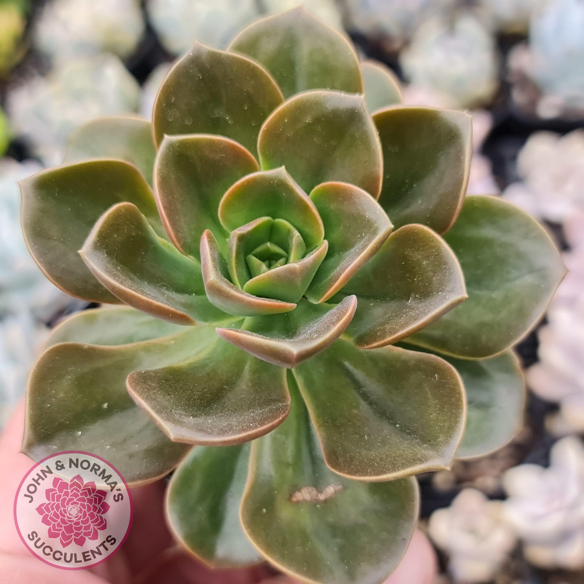 Echeveria 'Melaco'