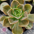 Echeveria 'Melaco'