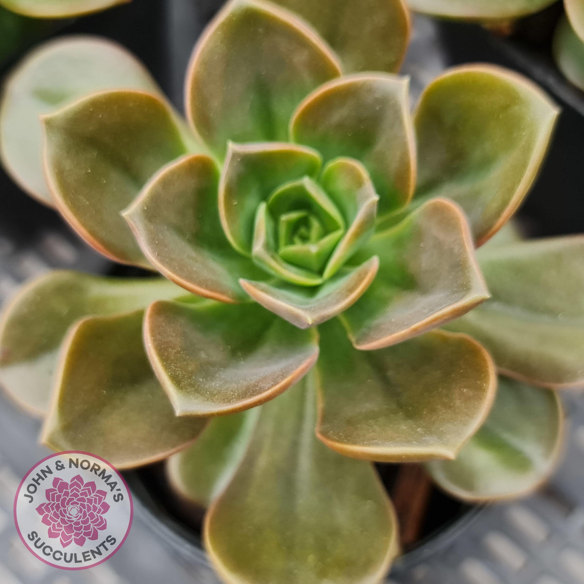 Echeveria 'Melaco'
