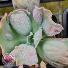 Echeveria Etna