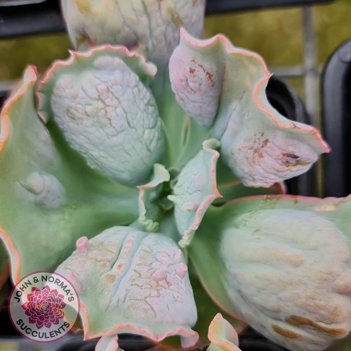 Echeveria Etna
