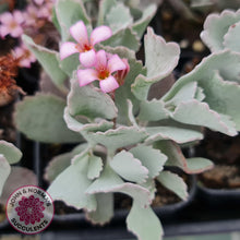 Load image into Gallery viewer, Kalanchoe Pumila (quicksilver) - John &amp; Norma&#39;s Succulents
