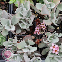 Load image into Gallery viewer, Kalanchoe Pumila (quicksilver) - John &amp; Norma&#39;s Succulents
