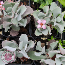 Load image into Gallery viewer, Kalanchoe Pumila (quicksilver) - John &amp; Norma&#39;s Succulents
