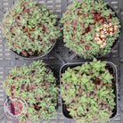 Crassula setulosa v transvaal drakensberg