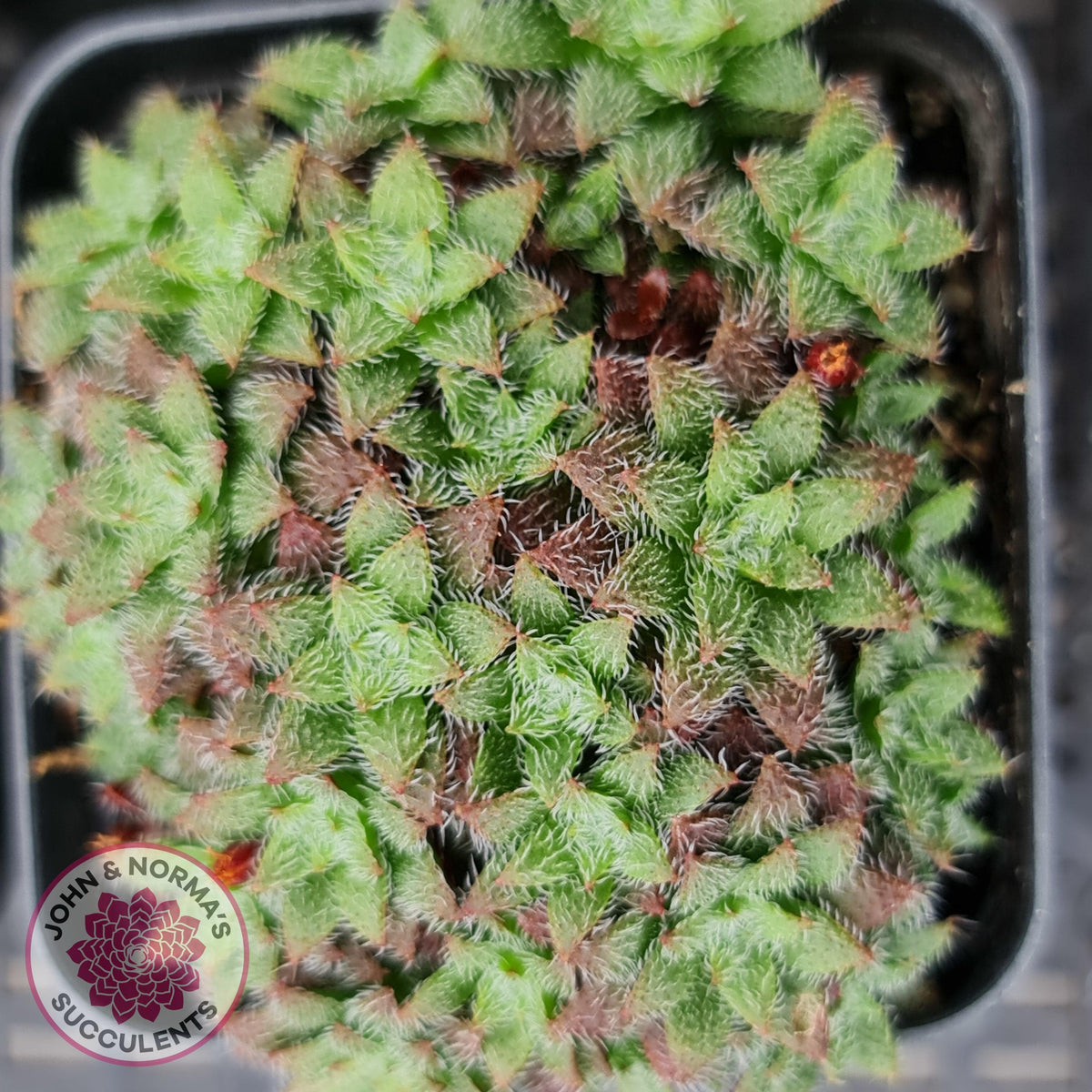 Crassula setulosa v transvaal drakensberg