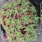 Crassula setulosa v transvaal drakensberg
