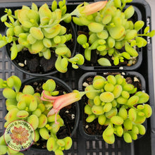 Load image into Gallery viewer, Cotyledon pendens - John &amp; Norma&#39;s Succulents
