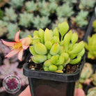 Cotyledon pendens