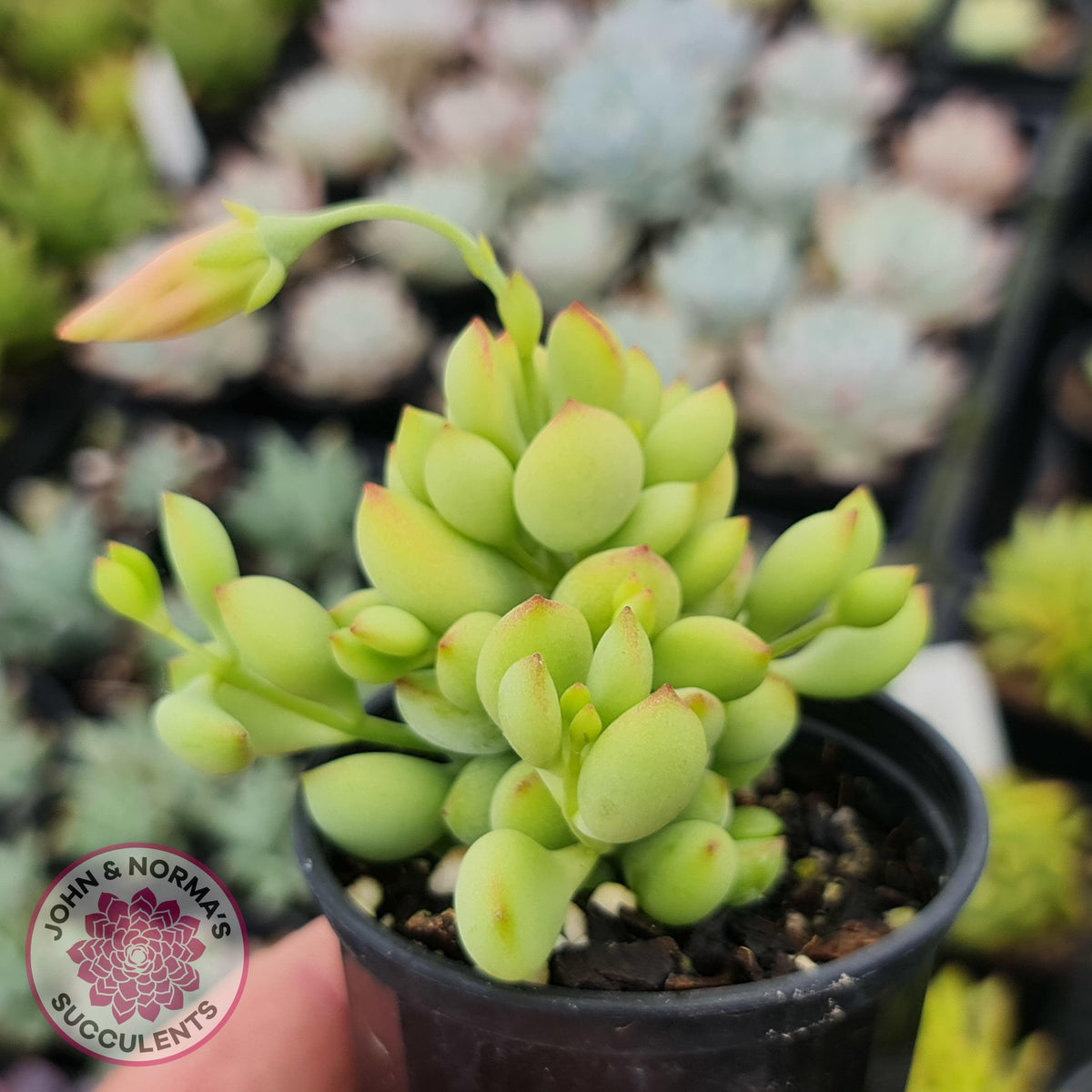Cotyledon pendens