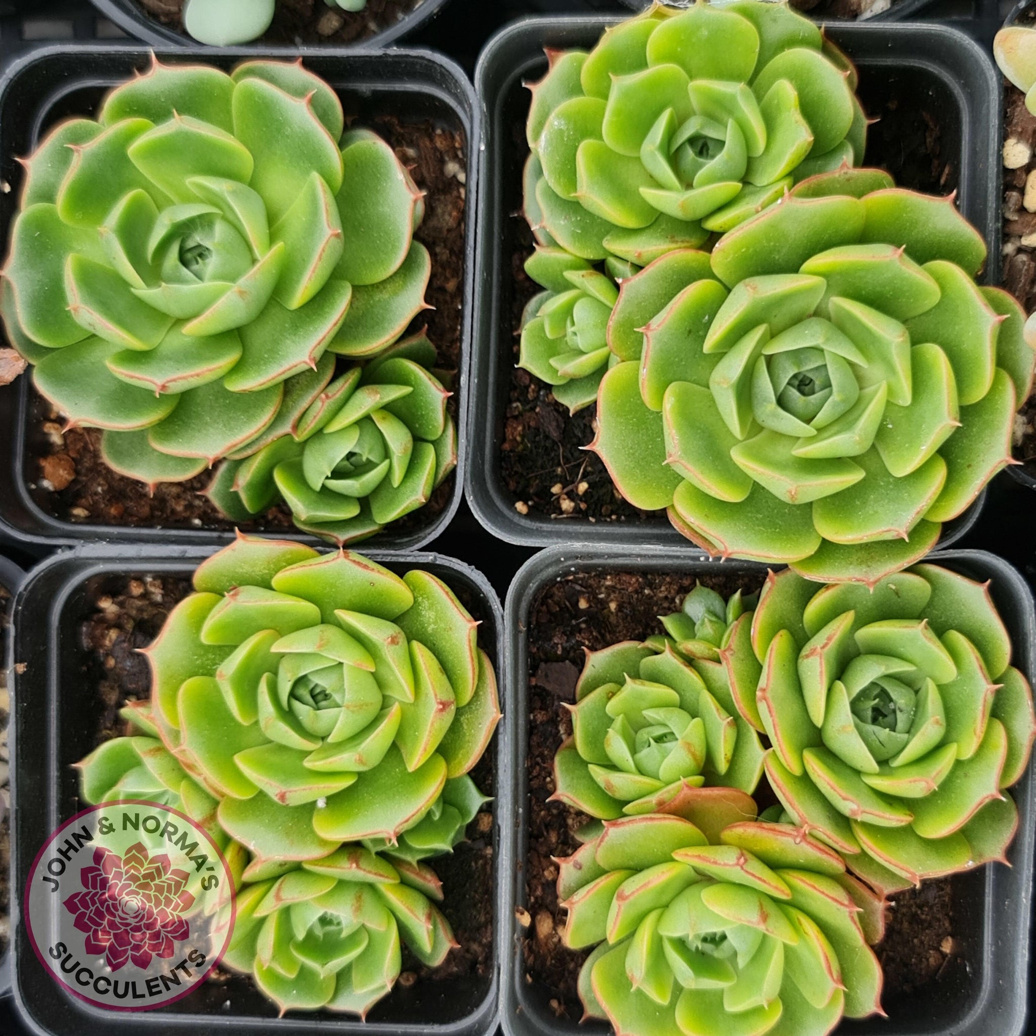 succulent with long round leaves Buy Echeveria longisima (Round Leaf form) Australia