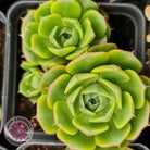 Echeveria longisima (Round Leaf form)