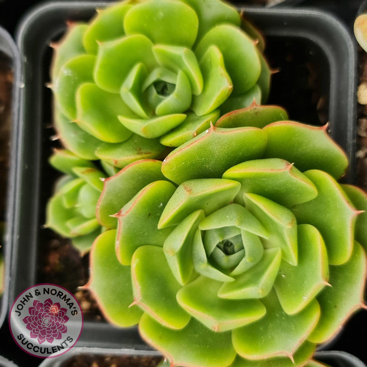Echeveria longisima (Round Leaf form)