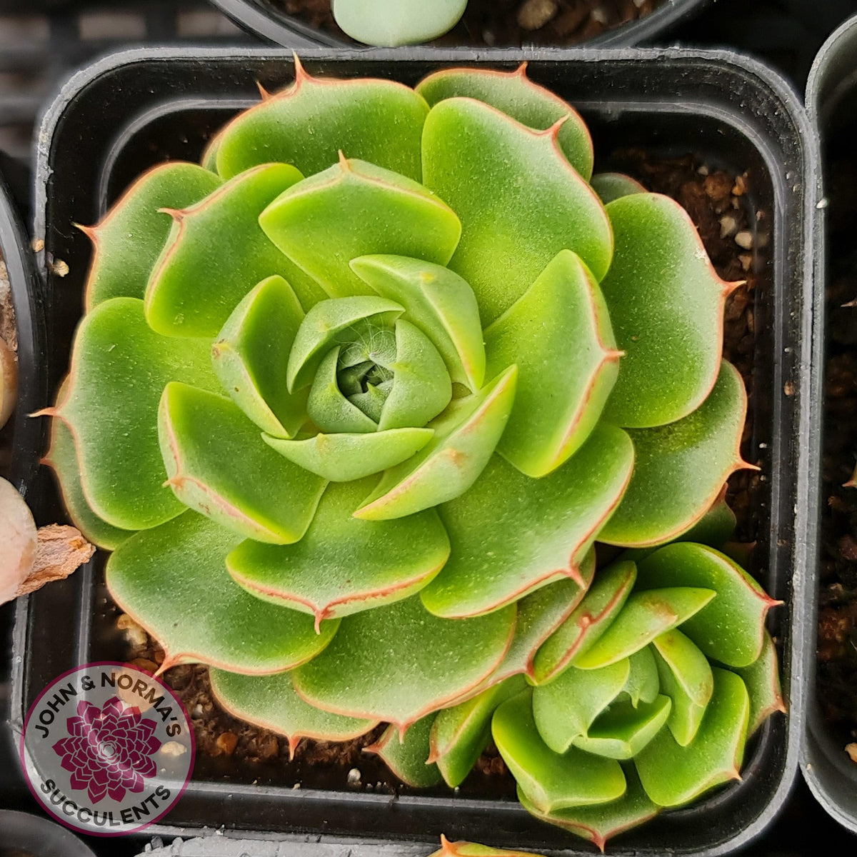 Echeveria longisima (Round Leaf form)