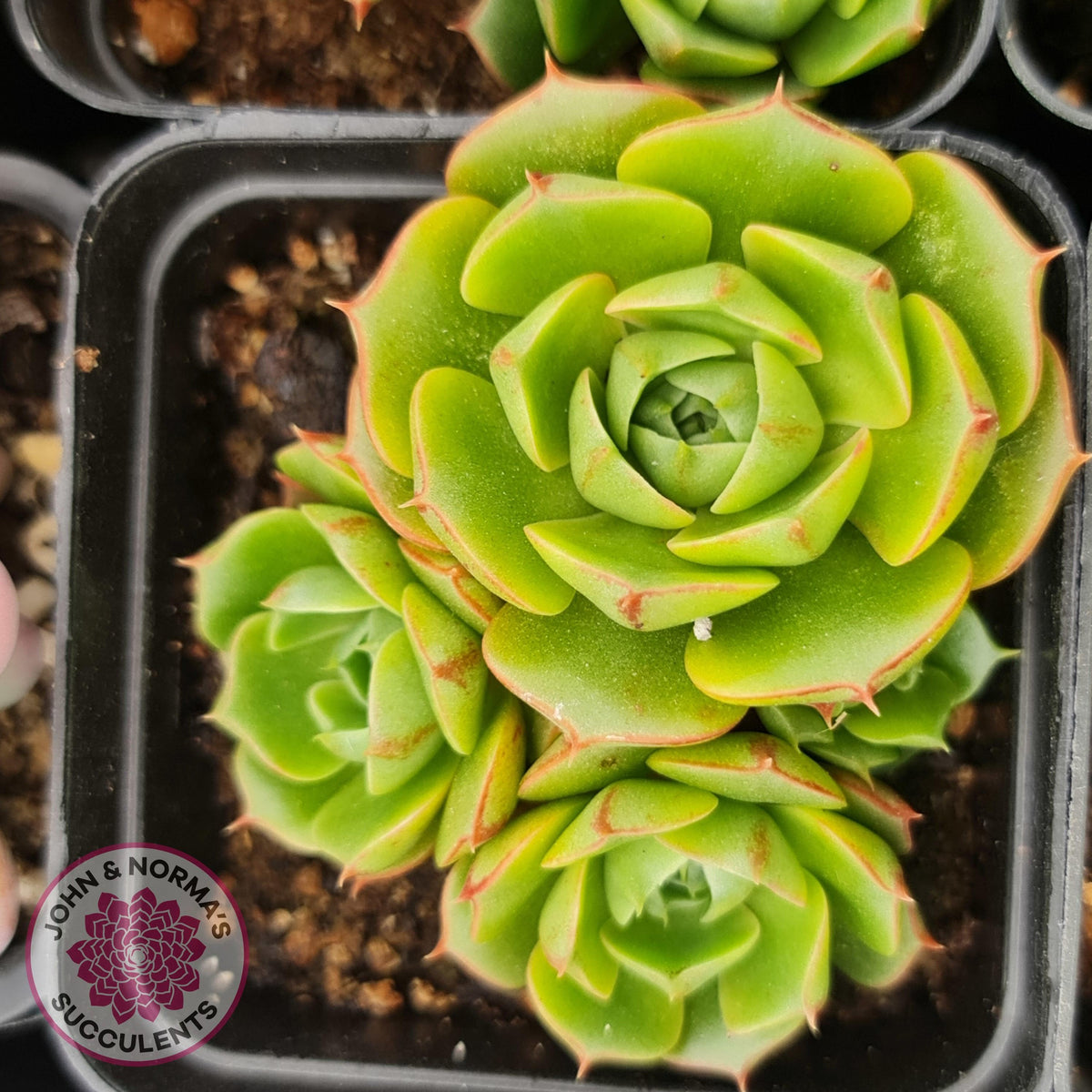 Echeveria longisima (Round Leaf form)