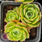Echeveria longisima (Round Leaf form)