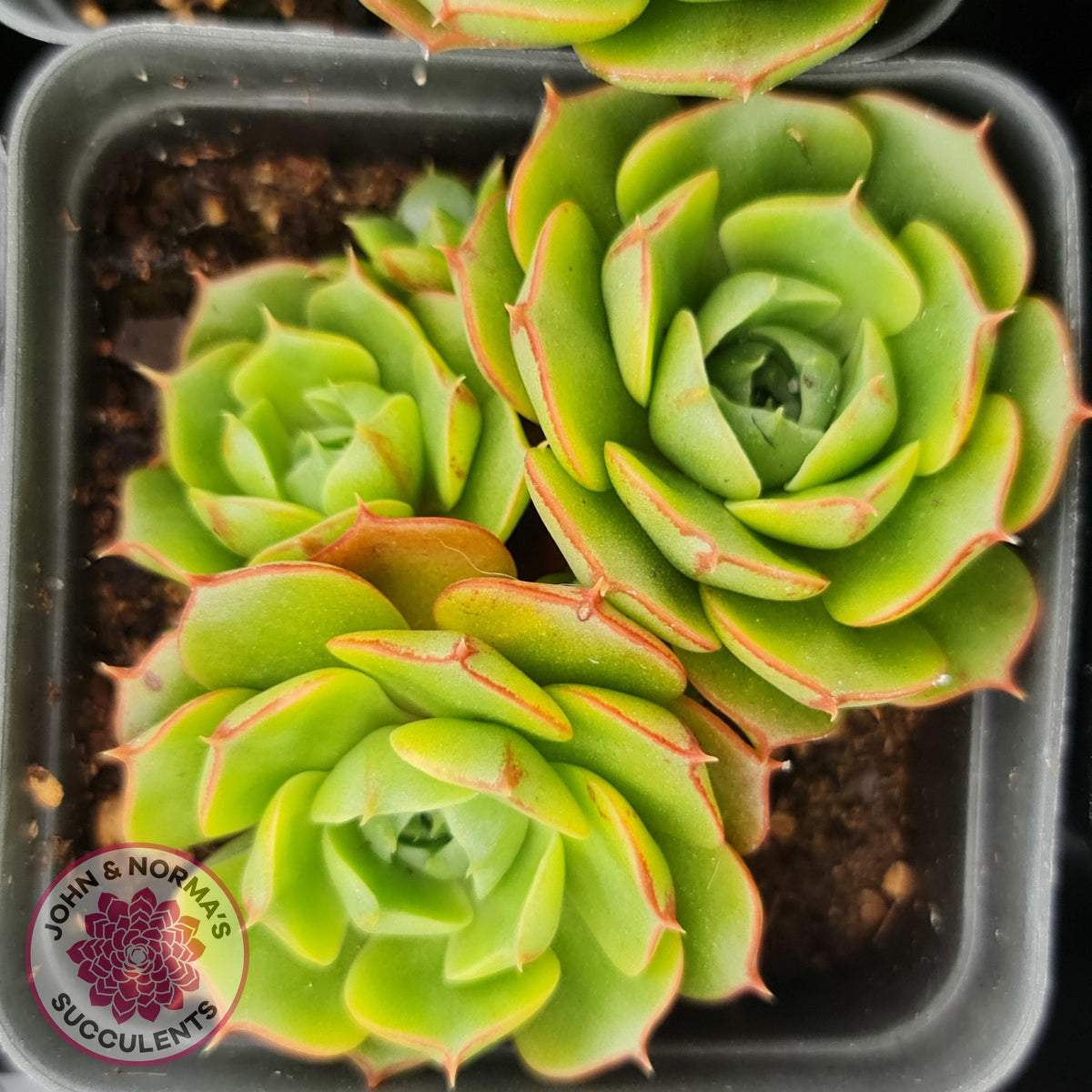 Echeveria longisima (Round Leaf form)