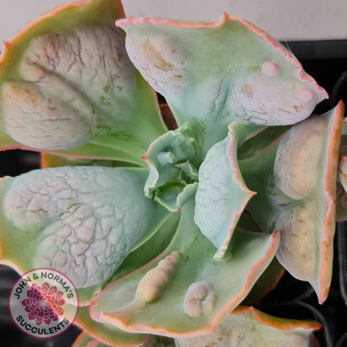 Echeveria Etna