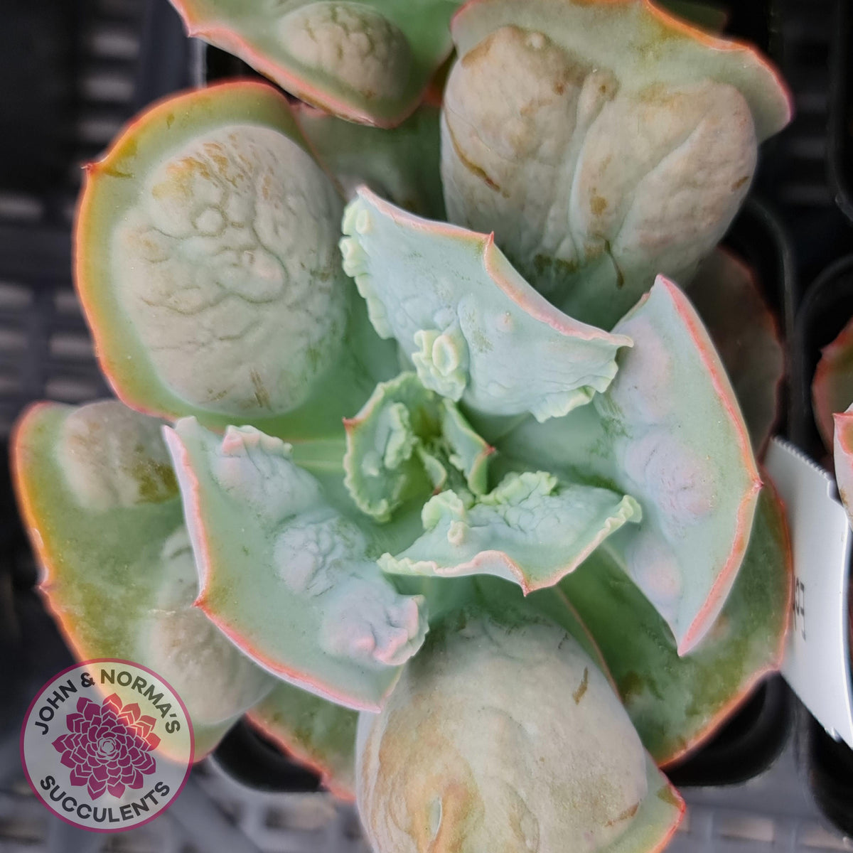 Echeveria Etna