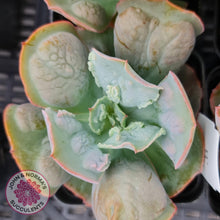 Load image into Gallery viewer, Echeveria Etna - John &amp; Norma&#39;s Succulents
