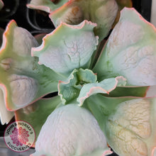 Load image into Gallery viewer, Echeveria Etna - John &amp; Norma&#39;s Succulents
