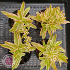 Crassula Capitella Campfire Variegata
