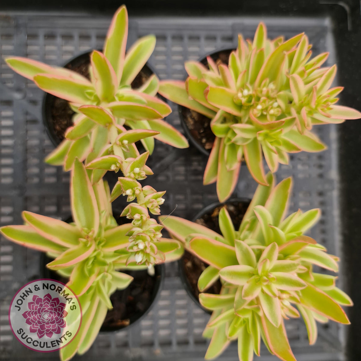 Crassula Capitella Campfire Variegata