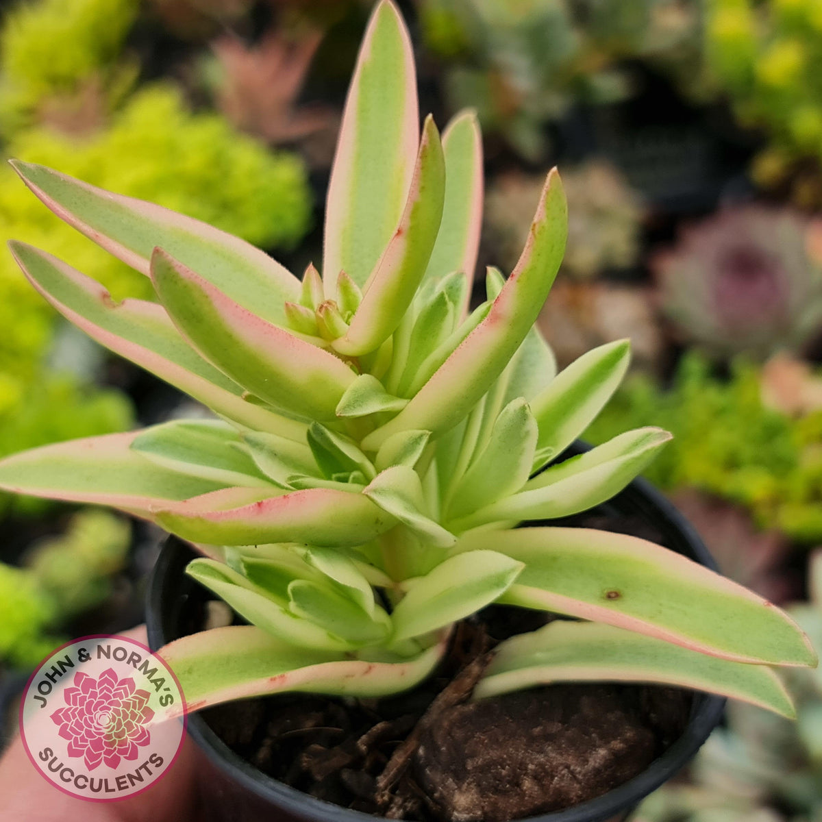 Crassula Capitella Campfire Variegata