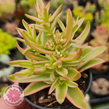 Load image into Gallery viewer, Crassula Capitella Campfire Variegata - John &amp; Norma&#39;s Succulents
