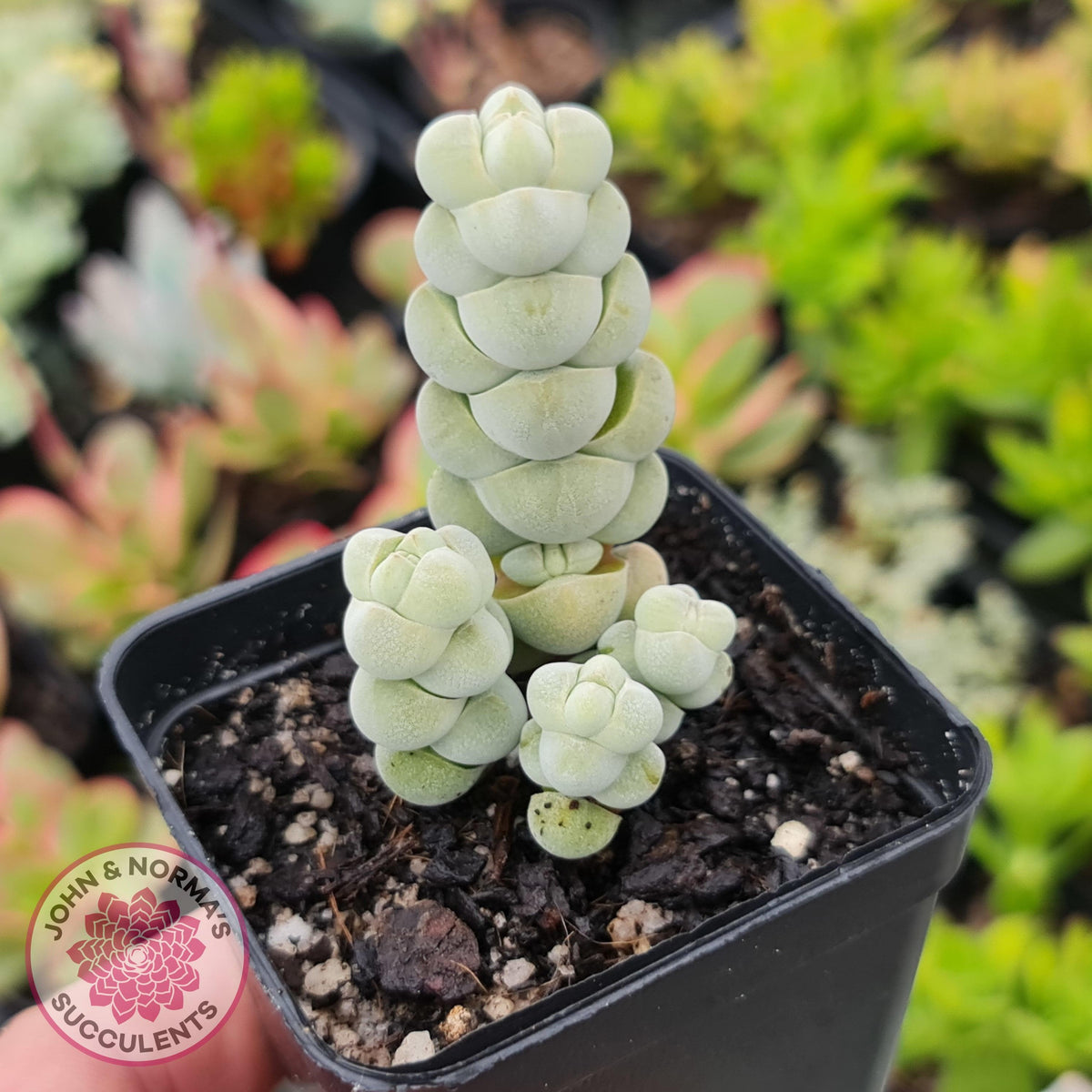 Crassula plegmatoides aka Crassula 'Arta'